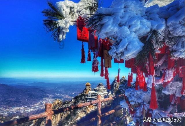 沙皮狗逃离